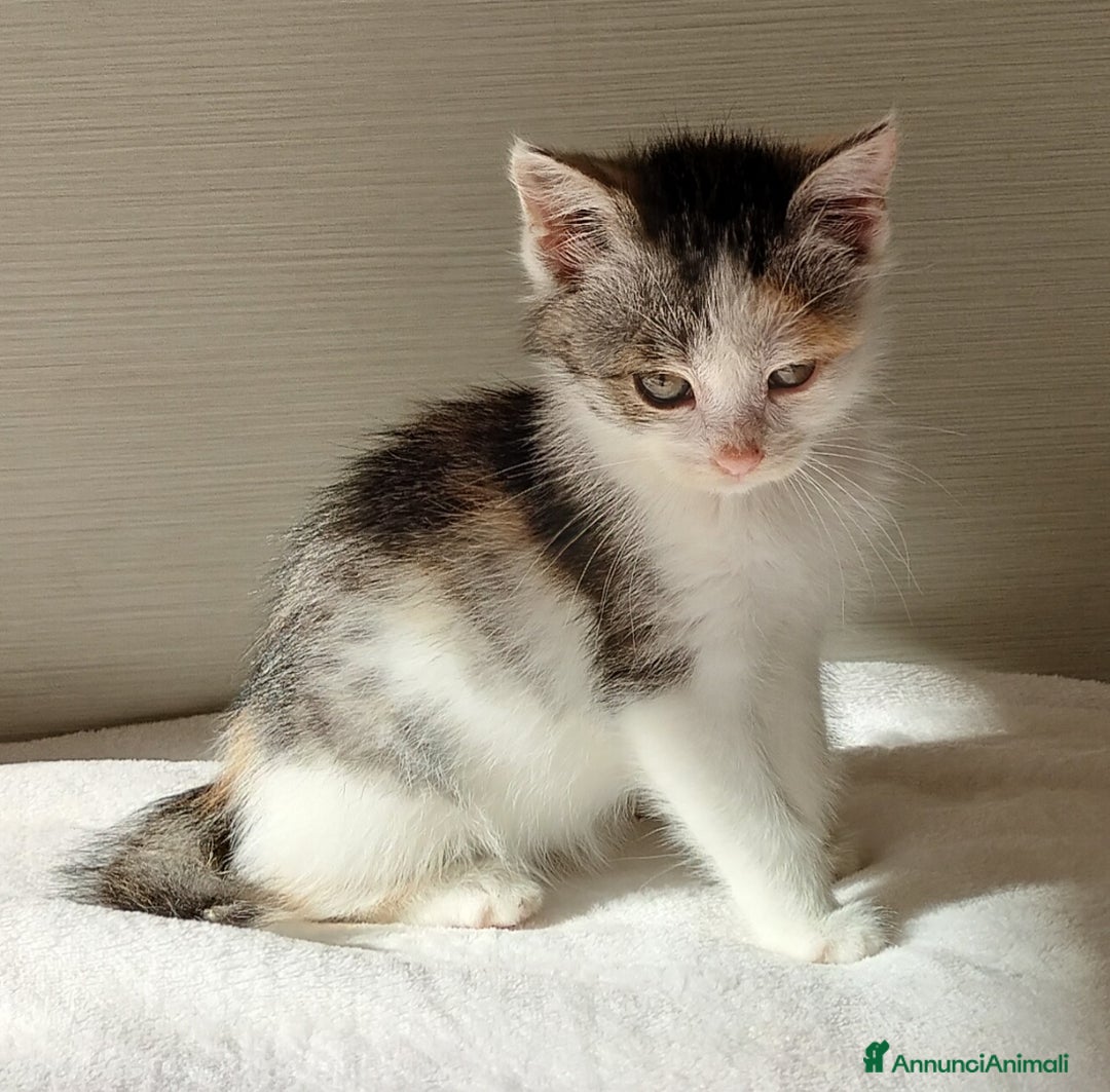 Europeo gatti in regalo: Simpatica micina tricolore - Annuncio 5