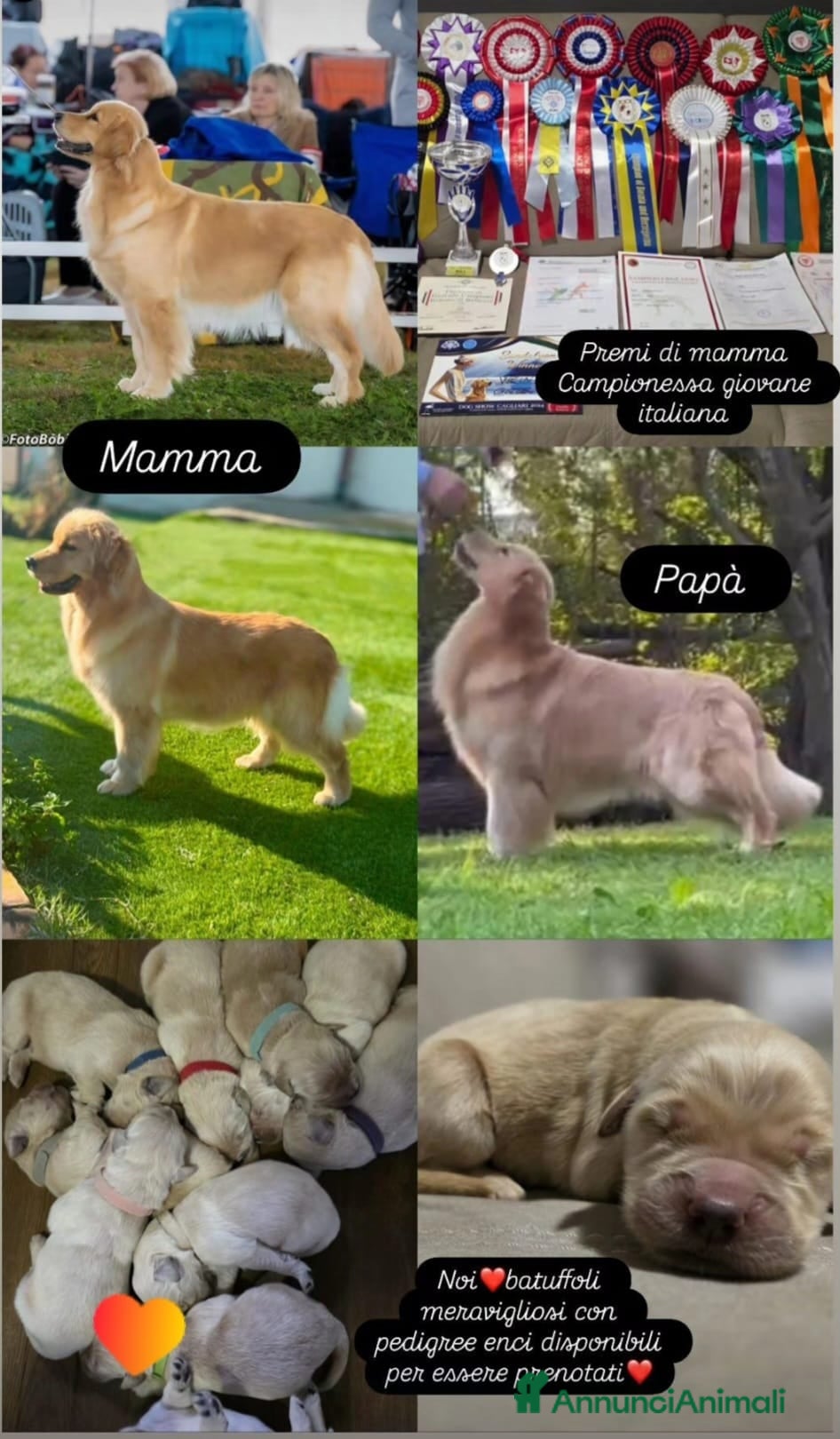 Golden Retriever cani golden americano campoinessa itaiana - Annuncio 2