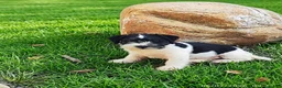 Jack Russell cani in vendita: Jack Russell  - Annuncio 4