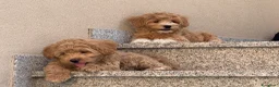 Maltipoo cani in vendita: Maltipoo in pronta consegna  - Annuncio 9