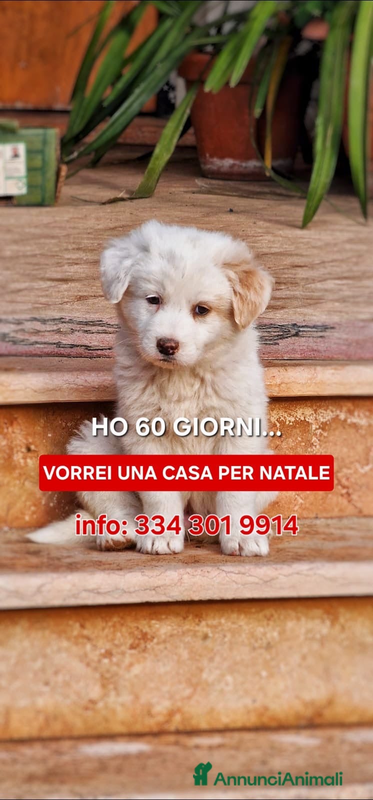 Meticcio cani RAYAN 💙-cucciolo di pastore.Non lasciamolo in box - Annuncio 1