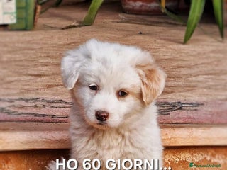 Meticcio cani RAYAN 💙-cucciolo di pastore.Non lasciamolo in box - Annuncio 1