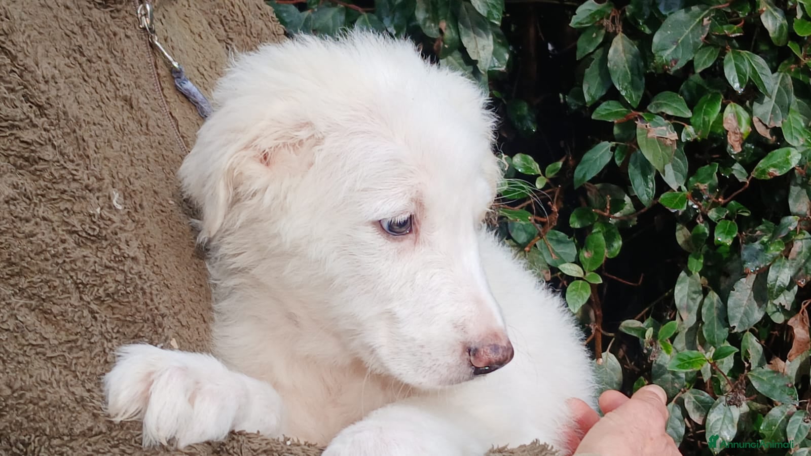 Meticcio cani GOLIA STA ASPETTANDO LA SUA FAMIGLIA PER LA VITA - Annuncio 4