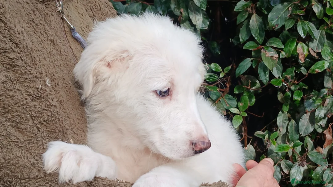 Meticcio cani in regalo: GOLIA STA ASPETTANDO LA SUA FAMIGLIA PER LA VITA - Annuncio 1
