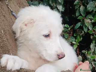 Meticcio cani GOLIA STA ASPETTANDO LA SUA FAMIGLIA PER LA VITA - Annuncio 4