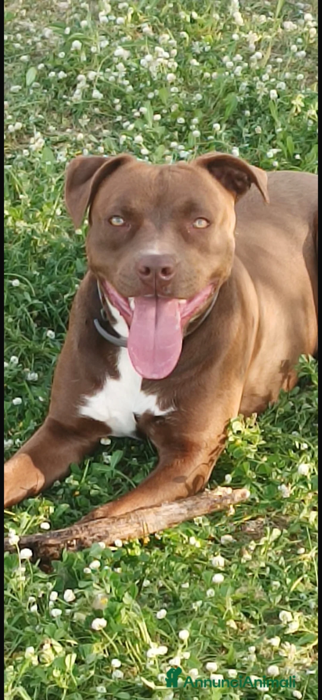 American Staffordshire cani in vendita: American Staffordshire terrier - Annuncio 14