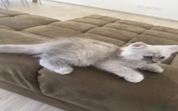 Persiano gatti in vendita: Gattine persiane a Provincia di Brescia - Immagine 10