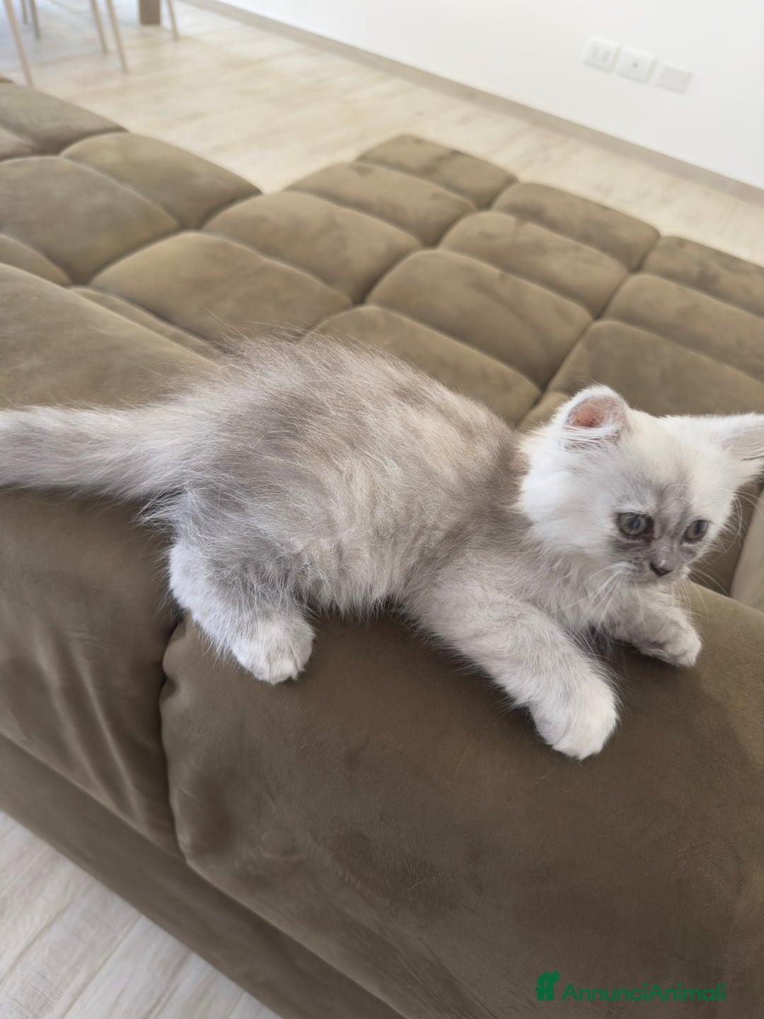 Persiano gatti in vendita: Gattine persiane a Provincia di Brescia - Immagine 10