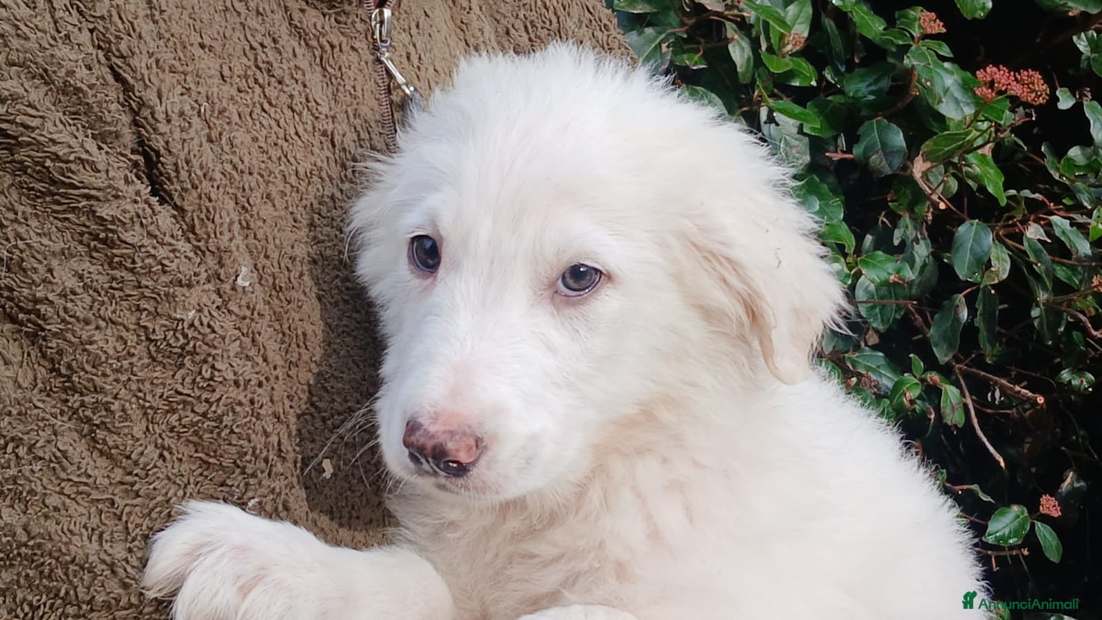 Meticcio cani GOLIA STA ASPETTANDO LA SUA FAMIGLIA, IN ADOZIONE - Annuncio 1