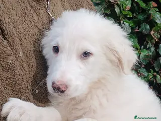 Meticcio cani GOLIA STA ASPETTANDO LA SUA FAMIGLIA, IN ADOZIONE - Annuncio 41