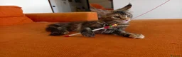 Maine Coon gatti in vendita: Bellissima cucciola Maine coon  - Annuncio 8
