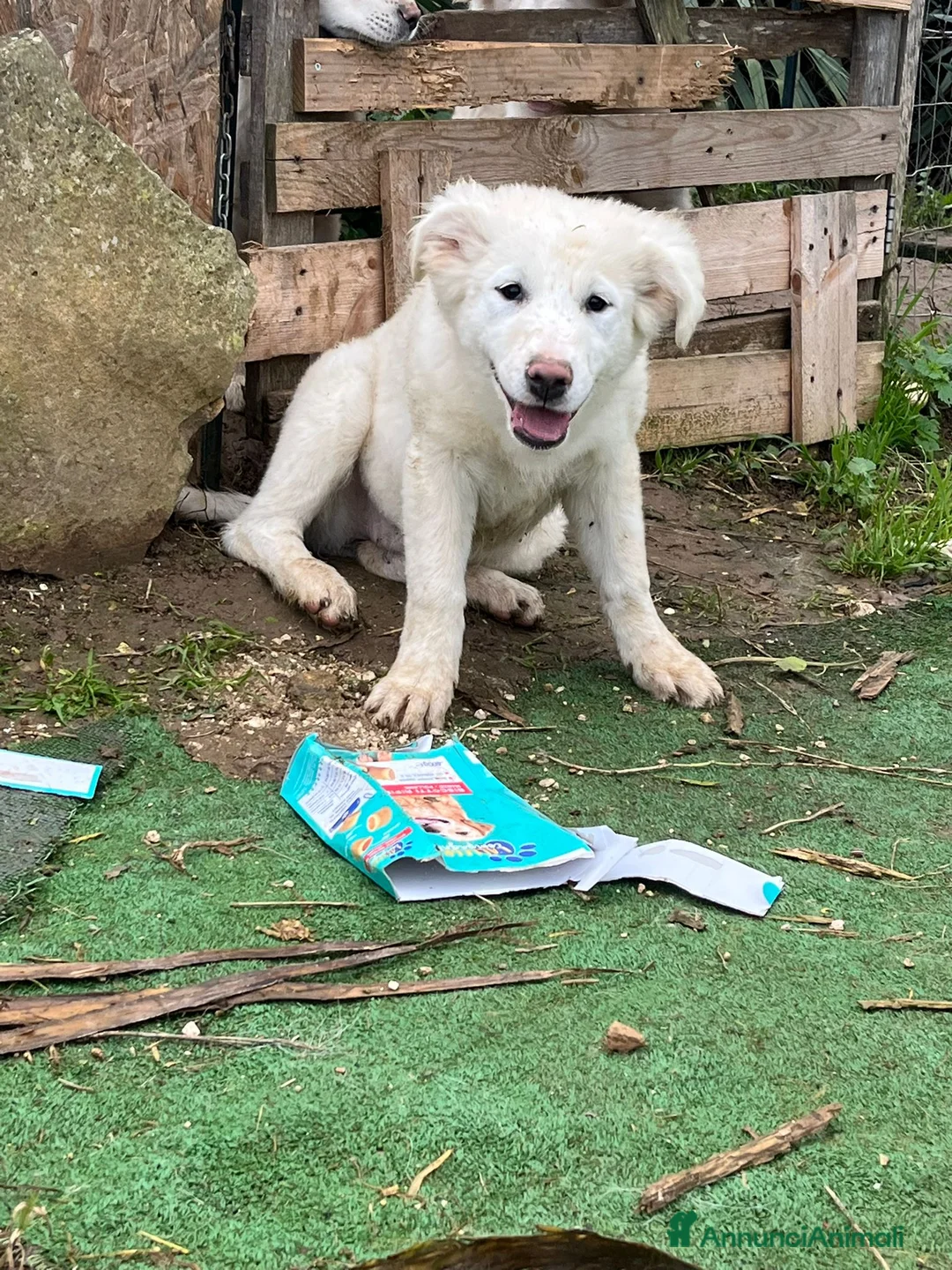 Altre razze cani in regalo: ALFIE, ABEL, ADOR, ALMA E AKON - Annuncio 2