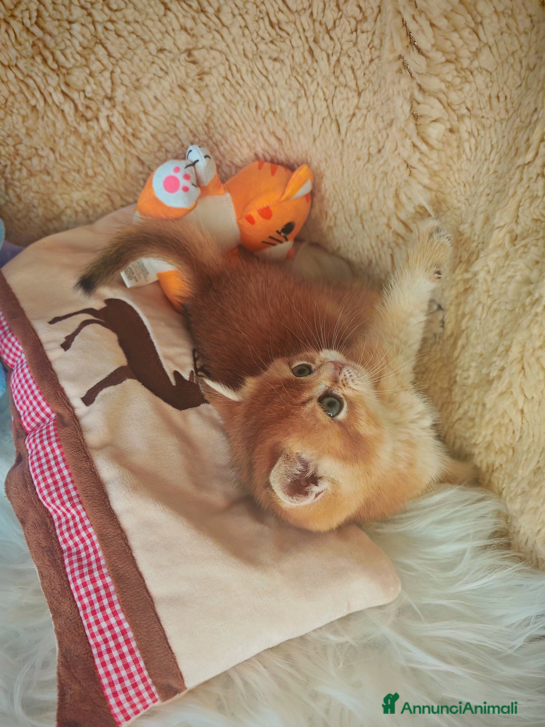 Scottish gatti in vendita: Gattini Scottish Rossicci - Annuncio 4