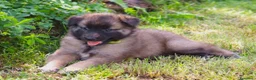 Pastore Belga cani in vendita: Vendita cuccioli pastore belga tervueren a Provincia di Brescia - Annuncio 3