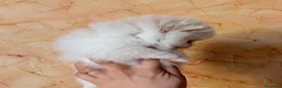Volpino Pomerania cani in vendita: Cuccioli di Pomerania nano  - Annuncio 23