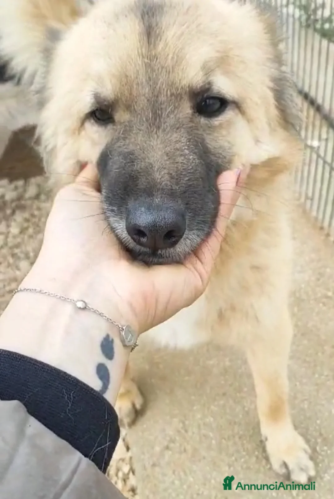 Meticcio cani in regalo: 2amici di box 3anni meravigliosi BARI SOS CASA a Città metropolitana di Milano - Annuncio 6