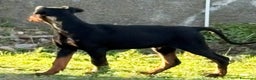 Dobermann cani in vendita: cucciolo doberman in vendita messina - Annuncio 3