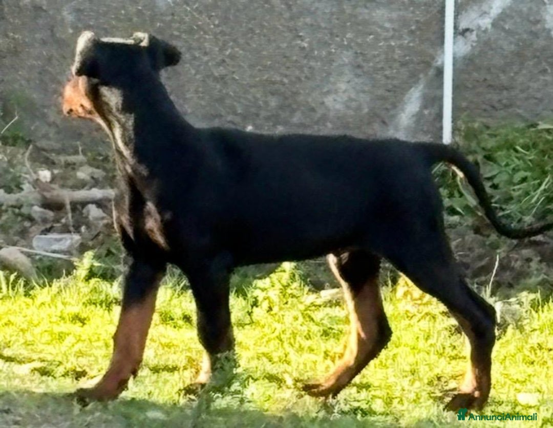 Dobermann cani in vendita: cucciolo doberman in vendita messina - Annuncio 3