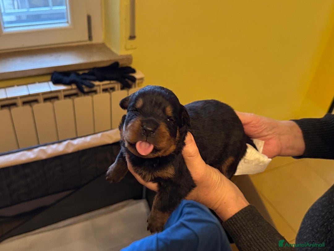 Rottweiler cani in vendita: Rottweiler - Annuncio 5