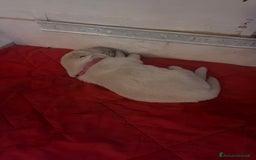 Golden Retriever cani in vendita: Cuccioli di Golden Retriever con pedigree a Provincia di Potenza - Immagine 11