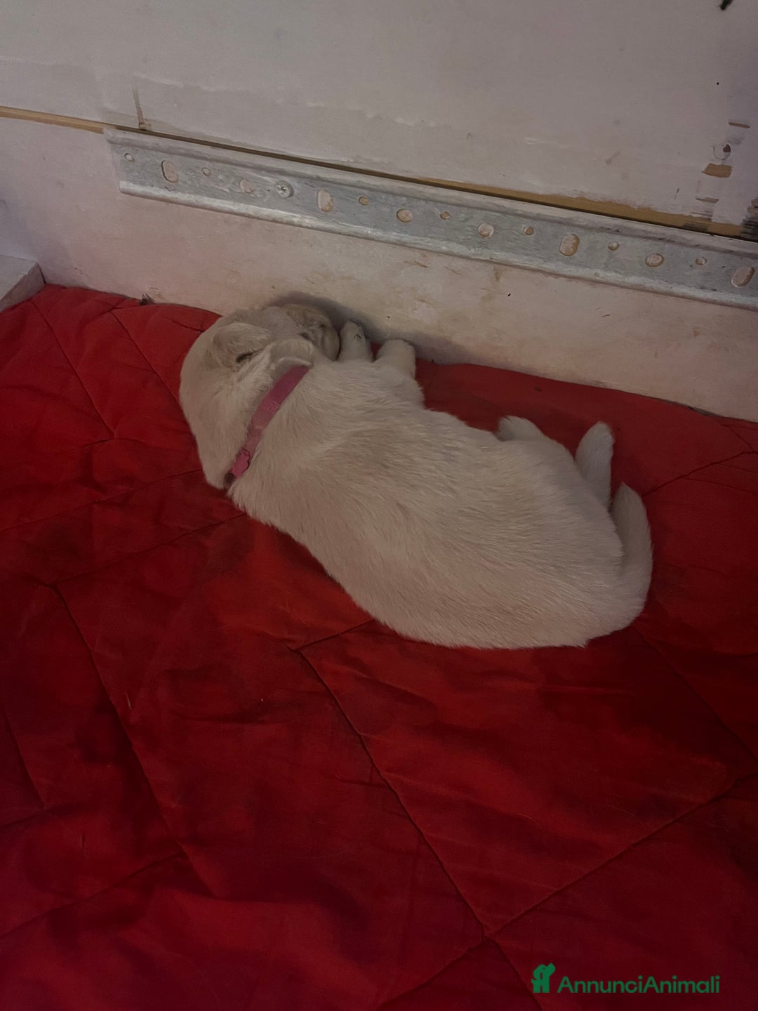 Golden Retriever cani in vendita: Cuccioli di Golden Retriever con pedigree a Provincia di Potenza - Immagine 11