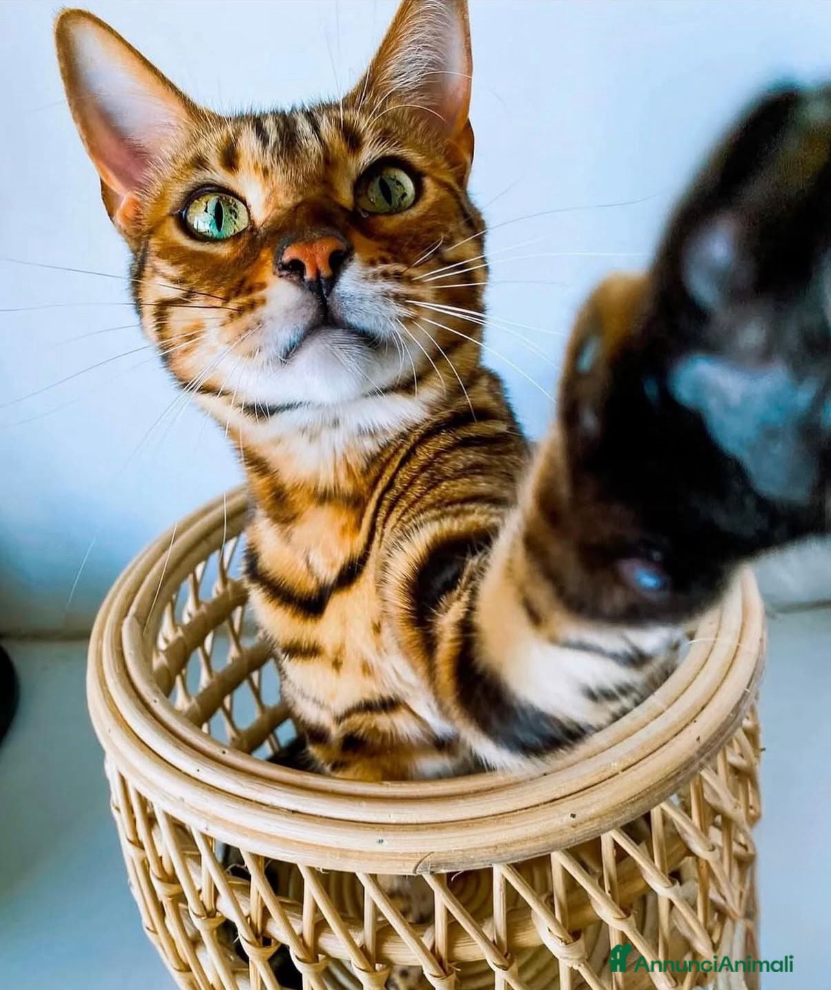 Bengala gatti Gatto del bengala per monta  - Annuncio 2