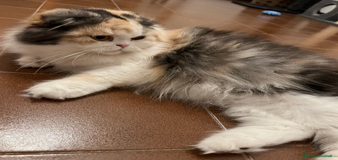 Immagine della galleria {{count}}