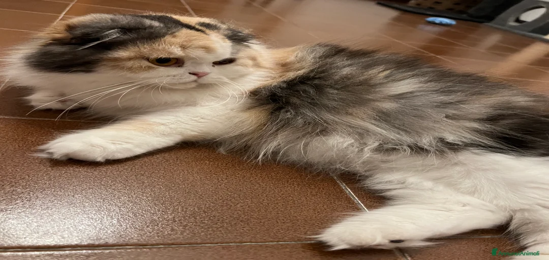 Immagine della galleria {{count}}