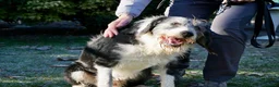 Meticcio cani in regalo: drago  - Annuncio 3