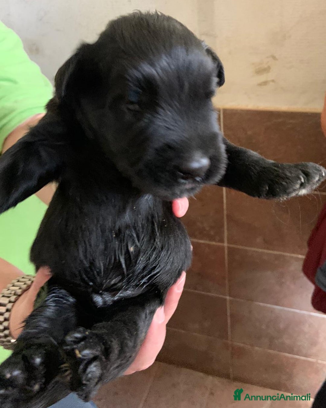 Schnauzer Gigante cani in vendita: Nata Cucciolata X  - Annuncio 7