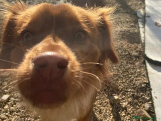 Meticcio cani MEMOLE TAGLIA PICCOLA - Annuncio 8