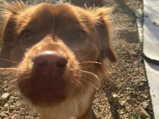 Meticcio cani MEMOLE TAGLIA PICCOLA - Annuncio 9