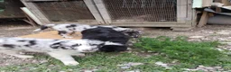 Meticcio cani in vendita: Cuccioli pastore lagorai  - Annuncio 3