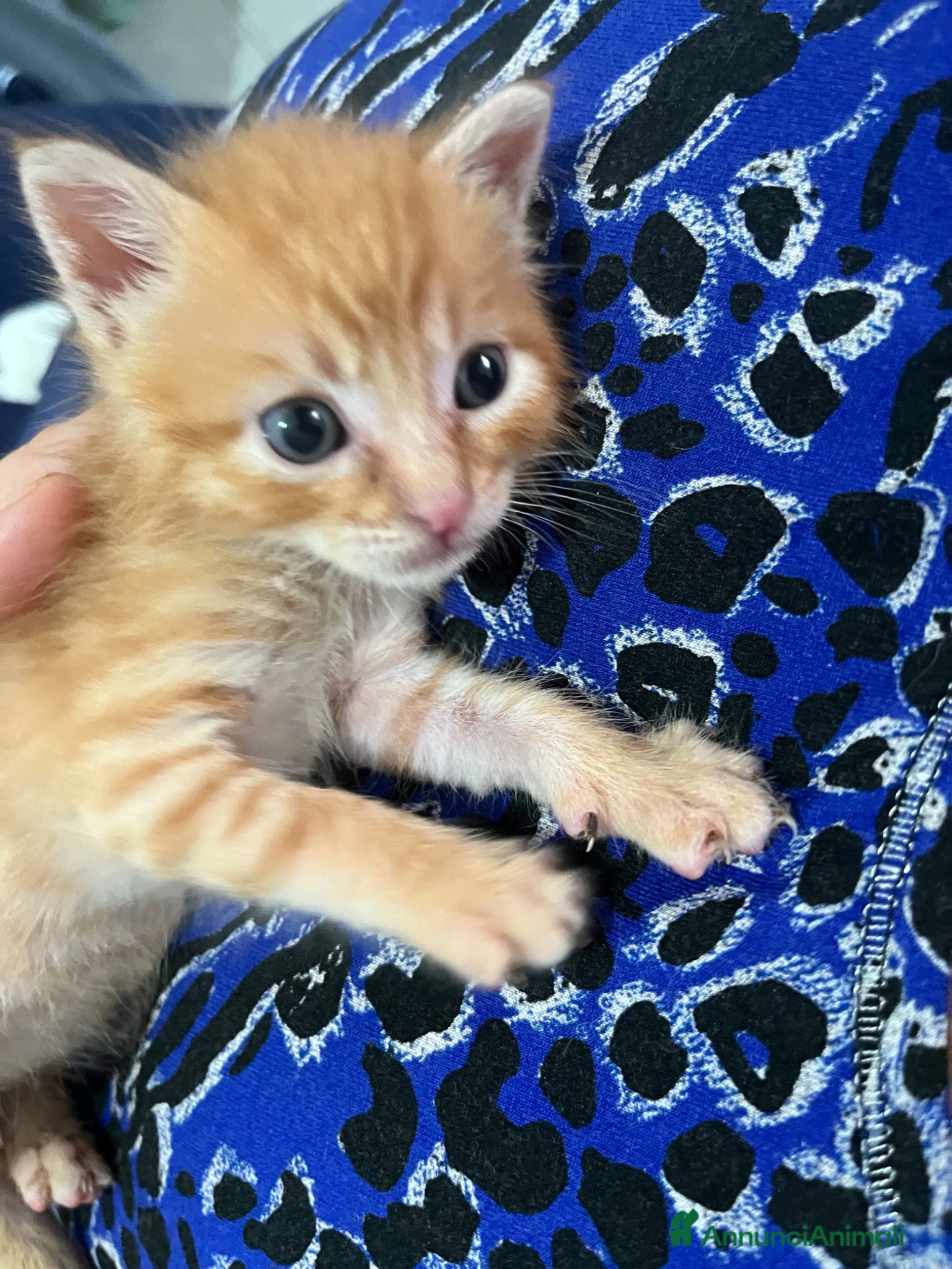 Meticcio gatti Adozione gattini  - Annuncio 2