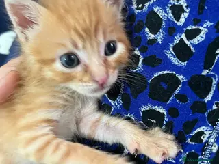 Meticcio gatti Adozione gattini - Annuncio 2