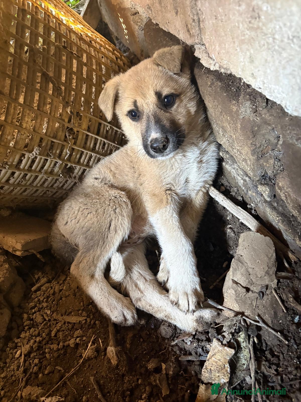 Meticcio cani Giardino: 2 mesi taglia media  - Annuncio 25