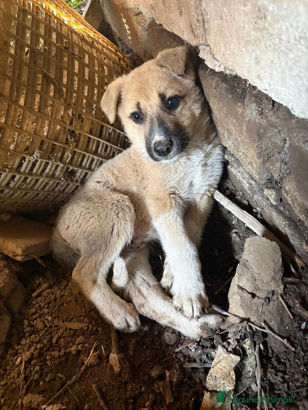 Meticcio cani in regalo: Giardino: 2 mesi taglia media  - Annuncio 1