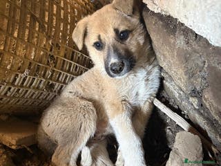Meticcio cani Giardino: 2 mesi taglia media - Annuncio 25