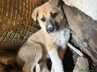 Meticcio cani Giardino: 2 mesi taglia media - Annuncio 42