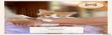 Ontario - Maine Coon - Il Sogno Di Lola