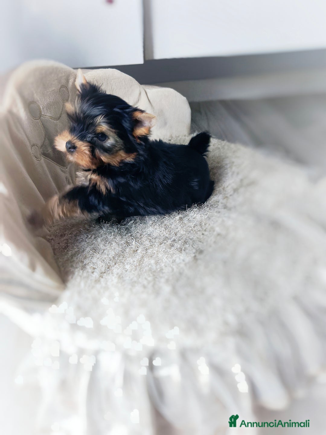 Yorkshire cani in vendita: Yorkshire terrier  - Annuncio 1