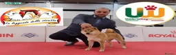 Shiba Inu cani in vendita: Shiba inu - Annuncio 4