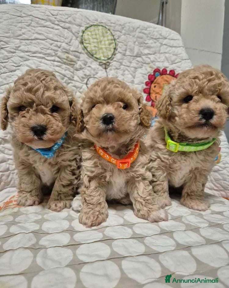 Maltipoo cani Adorabili cuccioli di Maltipoo - Annuncio 11