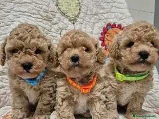 Maltipoo cani Adorabili cuccioli di Maltipoo - Annuncio 8