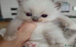 Ragdoll gatti in vendita: Cuccioli Ragdoll di Alta Genealogia a Città metropolitana di Milano - Immagine 5