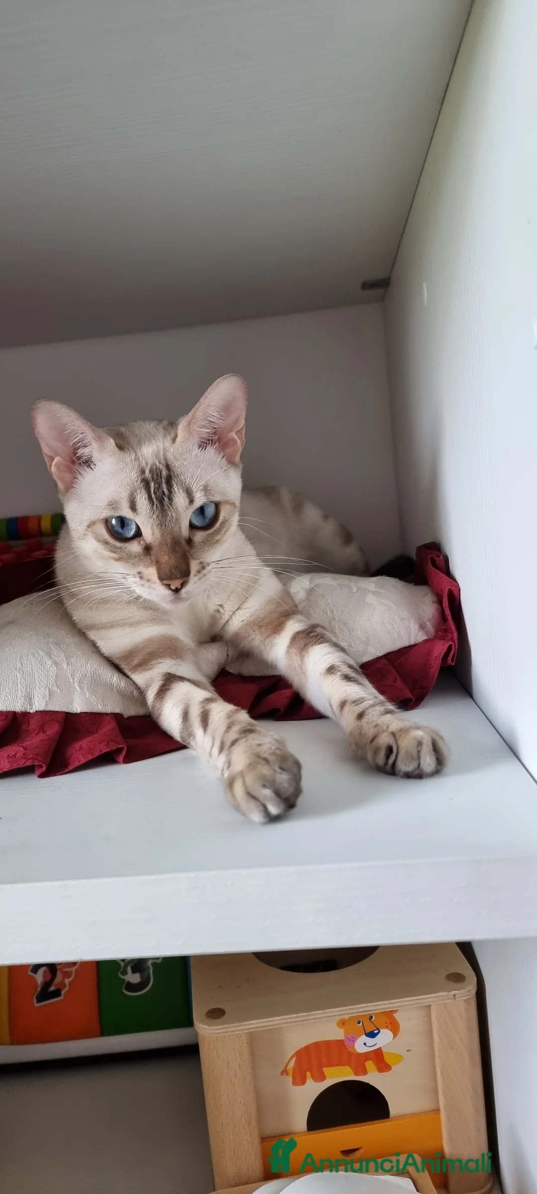 Bengala gatti in vendita: Gattini Bengala con Pedigree  - Annuncio 10