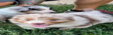 Australian Shepherd 2