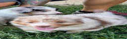 Australian Shepherd cani in vendita: Pastore australiano cuccioli  - Annuncio 6