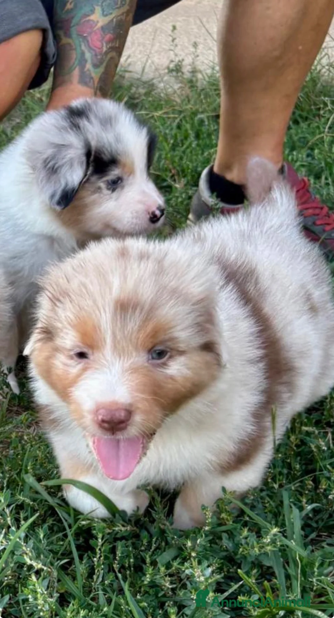Australian Shepherd cani in vendita: Pastore australiano cuccioli  - Annuncio 6