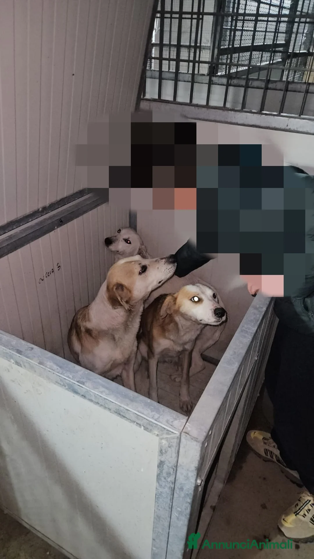 Meticcio cani in regalo: Oipe: docile e socievole. Taglia contenuta  - Annuncio 10